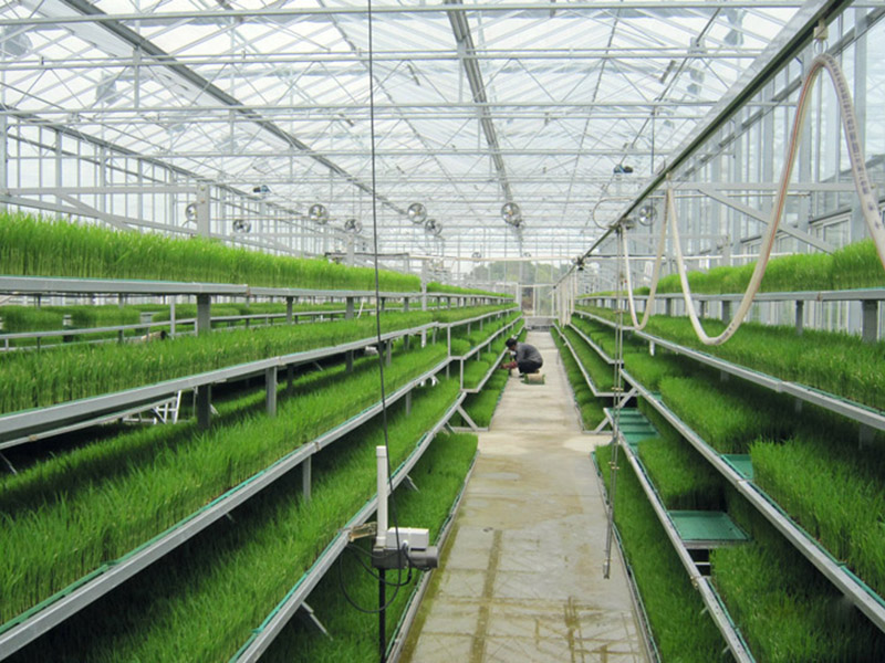 蔬菜大棚建设的两种拱架材料